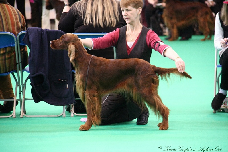 Crufts2011 258.jpg